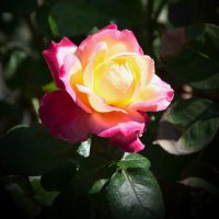 “Роза пахнет розой, хоть розой назови ее, хоть нет” :: Galina Leskova