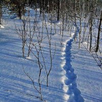 Январь...Лисья тропа на глубоком снегу! :: Владимир 