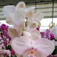 В царстве орхидей :: Любовь 