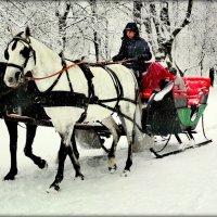 Парковые лошадки - 1 :: Сергей 
