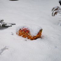 клубника на снегу :: Виктор 