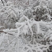 Снежный декабрь :: Елена Семигина