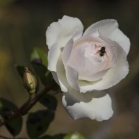 Январская роза и муха :: Светлана Тихонина