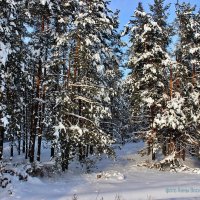 Сказка зимнего леса. :: Восковых Анна Васильевна 