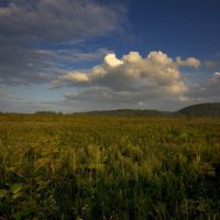 Летний день :: Пасечник 