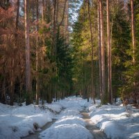 Мороз и солнце в лесу :: Валерий Вождаев