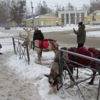 Олени возле входа в парк :: Андрей Макурин