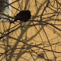 чёрная птица :: sv.kaschuk 