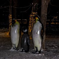 Пингвины :: Светлана SvetNika17