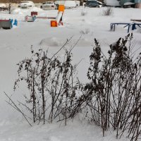 Зима во дворе :: Александр Тарноградский