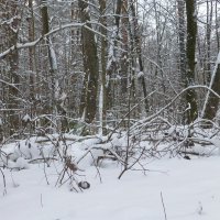 Прогулка в лесу :: Raduzka (Надежда Веркина)