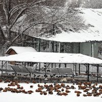 птицы зимой :: Олег Лукьянов