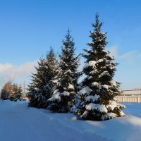 Ели в городе :: Наиля 