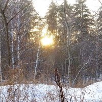 Зимний закат в лесу :: Raduzka (Надежда Веркина)