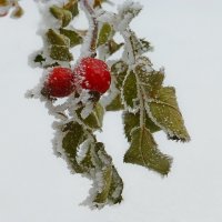 Замерзшие ягодки шиповника :: Raduzka (Надежда Веркина)
