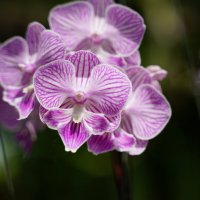 Орхидея :: Иван Литвинов