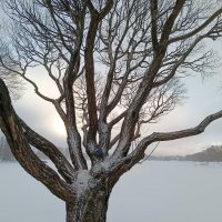 Силуэт дерева на фоне январского солнца. :: Мария Васильева