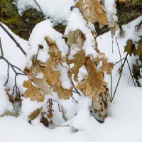 Веточка дуба зимой :: Raduzka (Надежда Веркина)
