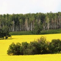 Желтое, зеленое :: Сергей Никифоров