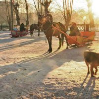 Новогоднее с лошадками и псом! :: Владимир 