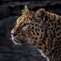 Леопард :: SanSan 