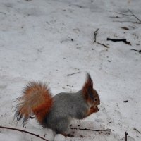 В зимнем Петергофе :: Ольга 