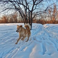 По звериной тропе! ... (косуль) ) :: Елена Хайдукова  ( Elena Fly )