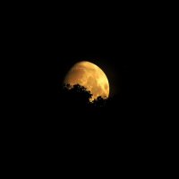 Из-за леса далёко показалась Луна. :: nadyasilyuk Вознюк