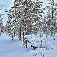 Январь...Тайга после снегопада! :: Владимир 