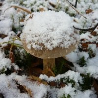 Последний поход за грибами :: Вера Щукина