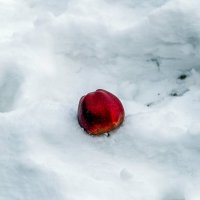 Яблоко на снегу :: Валерий Иванович