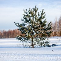 Зима :: Светлана Мишенёва