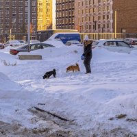 Рыжая и черная :: Валерий Иванович