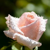 Светло-розовая роза в каплях воды :: Александр Синдерёв