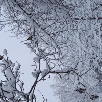 Птички синички ...Зима во дворе :: tatyana 
