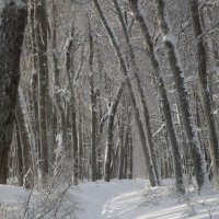 Зимний лес :: Pavel Blashkin