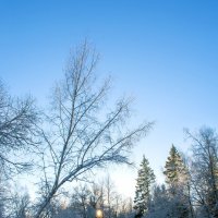 Зима и лес :: Ирина Полунина