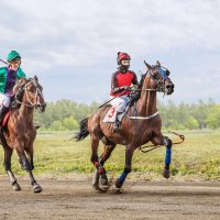 Скачки рысью :: SanSan 