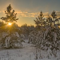 Зимний лес под вечерним солнцем :: Сергей Шаврин