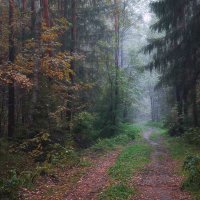 В туманном осеннем лесу :: Валерий Вождаев