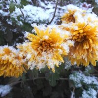 Наши хризантемы и первый снег :: Наталья 