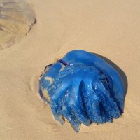 Голубая медуза! :: Светлана Хращевская