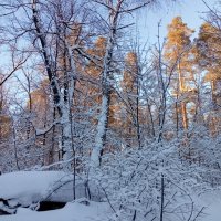 Наш лес зимой :: Нина Колгатина 