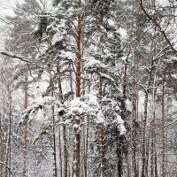 Январский лес :: Алла Захарова