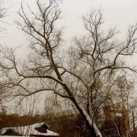 . ...старое гигантское дерево у Яузы в Перловке... :: galalog galalog