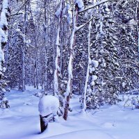 Декабрь..В лесу после снегопада! :: Владимир 