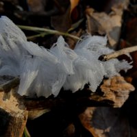 лед для волос, ледяная вата :: Heinz Thorns