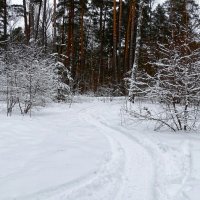Тропинка в заснеженном лесу. :: Милешкин Владимир Алексеевич 