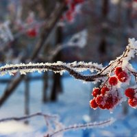 Январь...Подмороженная рябина! :: Владимир 