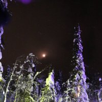 Ночь в Таинственном лесу :: Ольга 